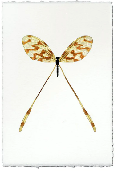 Butterfly Print